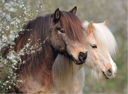 Ravensburger pusle Perfect Ponies 150 tükki
