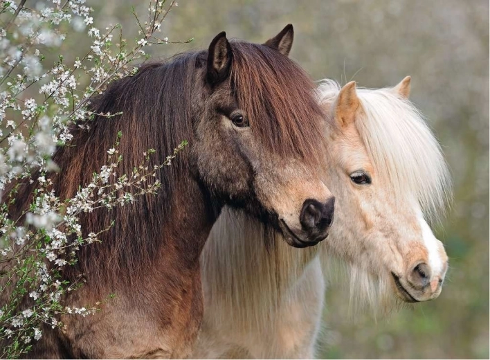 Ravensburger pusle Perfect Ponies 150 tükki