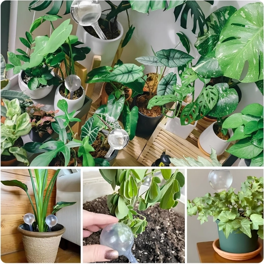 Gradual watering for up to 2 weeks