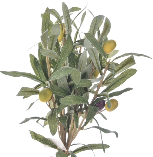 Oliivipuu rohelised oksad (3 tk)