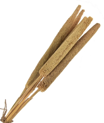 Kuivatatud dekoratsioon (kuivmaterjal) beež – 5 tk, 50–60 cm