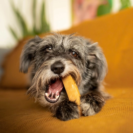 Size XL for stronger chewers