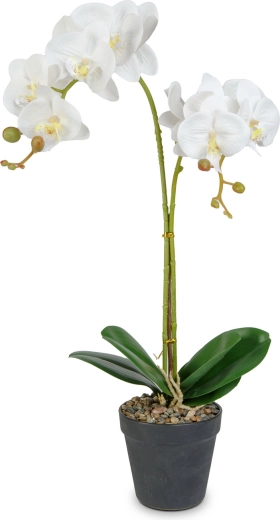 Orhidee realistlik elegants