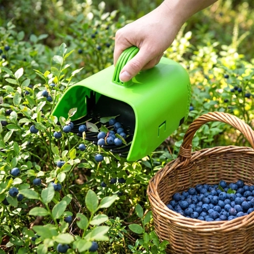 Clean berries without leaves and stems