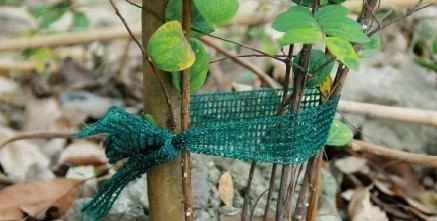Set of 3 plant tie tapes, length 3 m