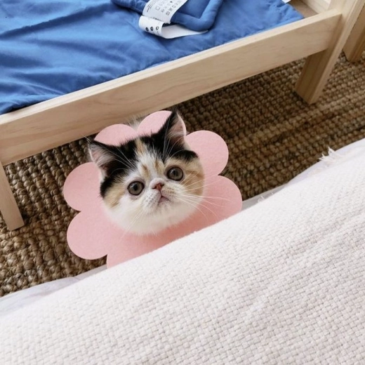 Praktiline nii kassidele kui koertele