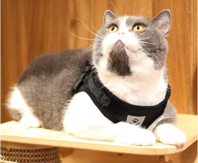 Universaalne komplekt koertele, kassidele ja küülikutele