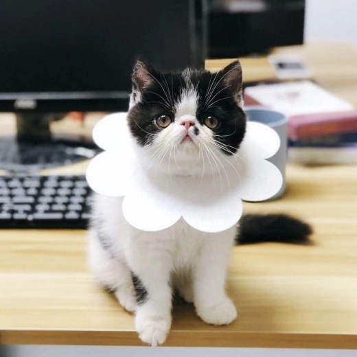 Sobilik erinevatele loomadele