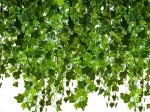 Artificial Ivy Garland 50.4 m